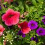Combo – Bloomin Glory – 10″ Hanging Basket